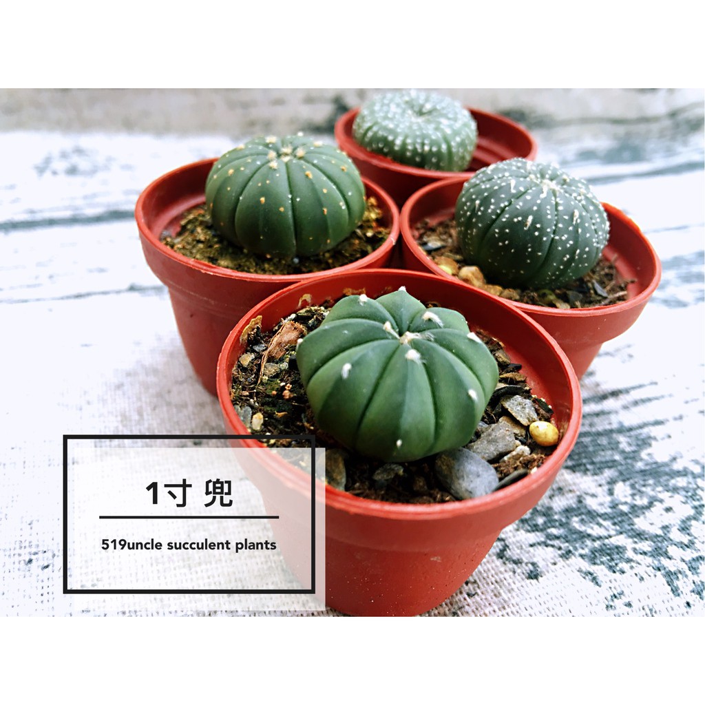 519uncle 多肉植物一寸 兜 琉璃兜 一吋盆栽造景裝飾花器花盆組盆療癒植物zakka拍攝道具 蝦皮購物