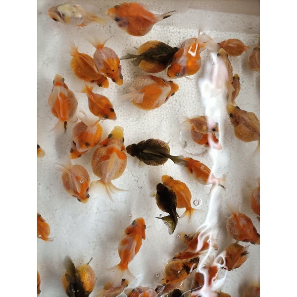 超q小小珠鱗金魚 蝦皮購物