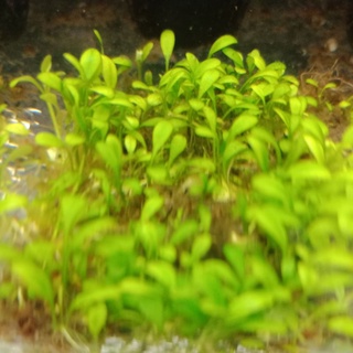 水草片 優惠推薦 22年3月 蝦皮購物台灣