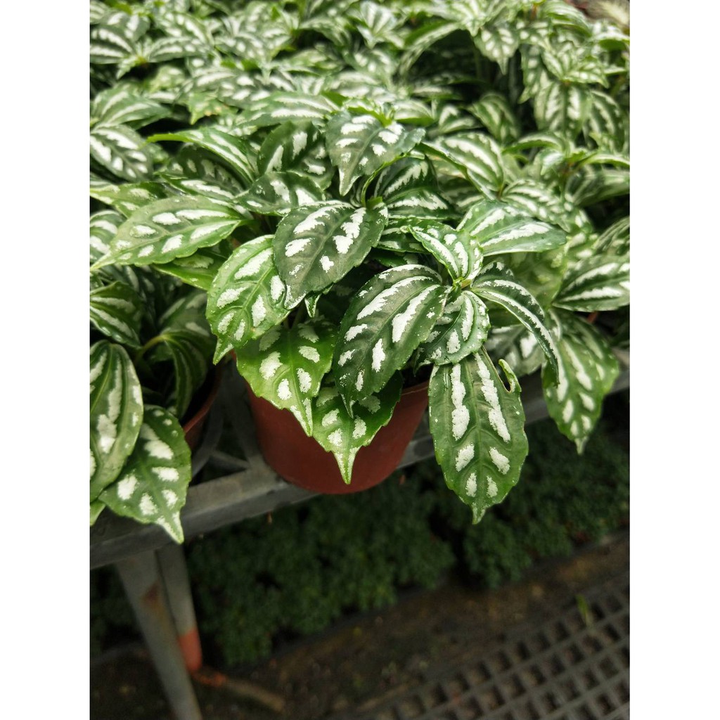 飯窪春菜 優惠推薦 21年7月 蝦皮購物台灣