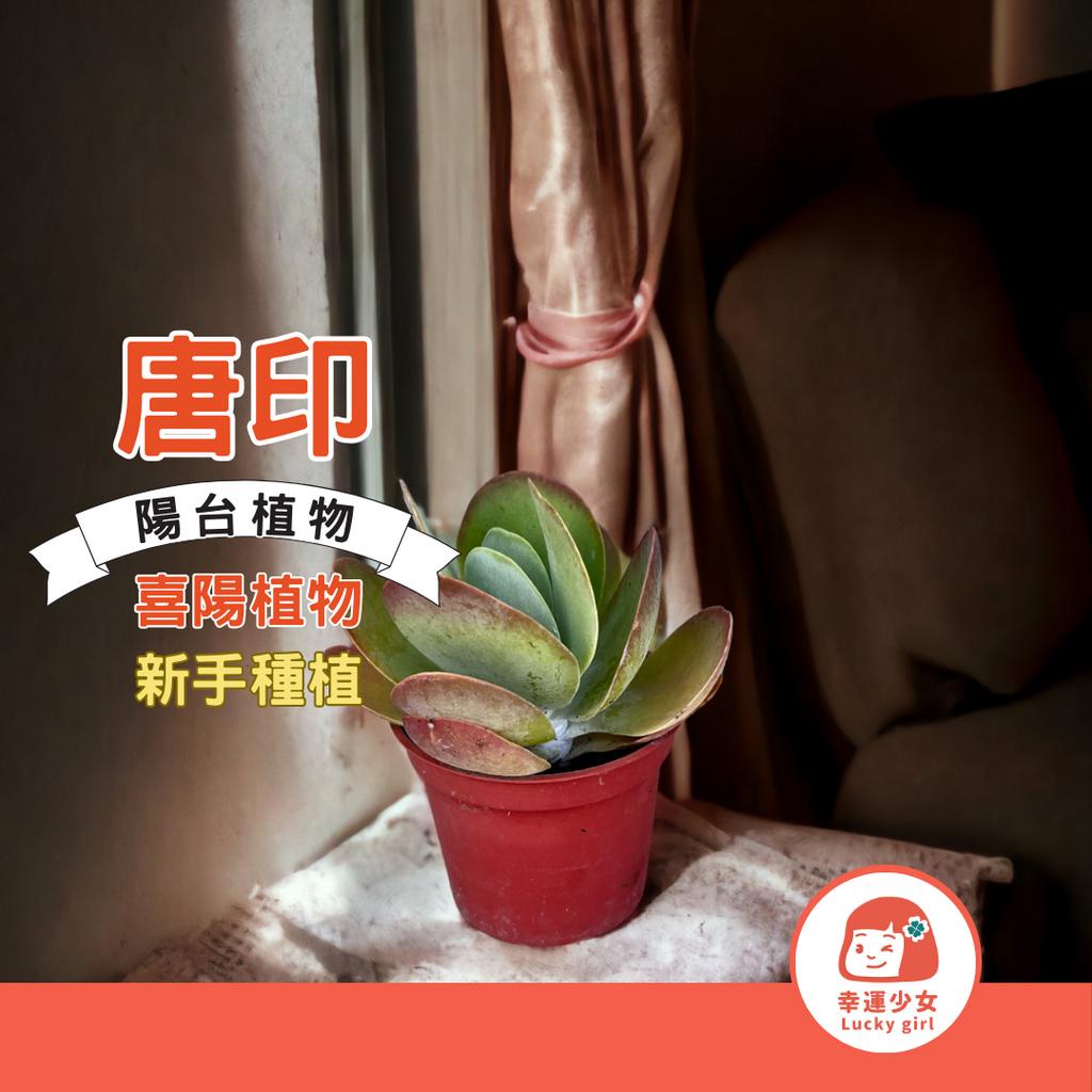 新手種植［初級］唐印錦 漸層植物