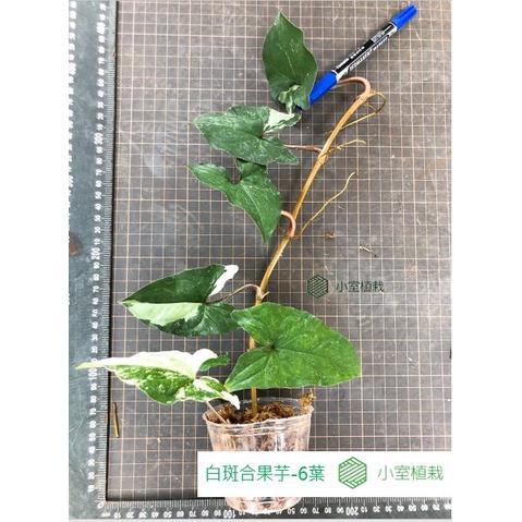 [小室植栽]白斑合果芋 -6葉--(鹿角蕨、觀葉、蕨)-尺寸如圖
