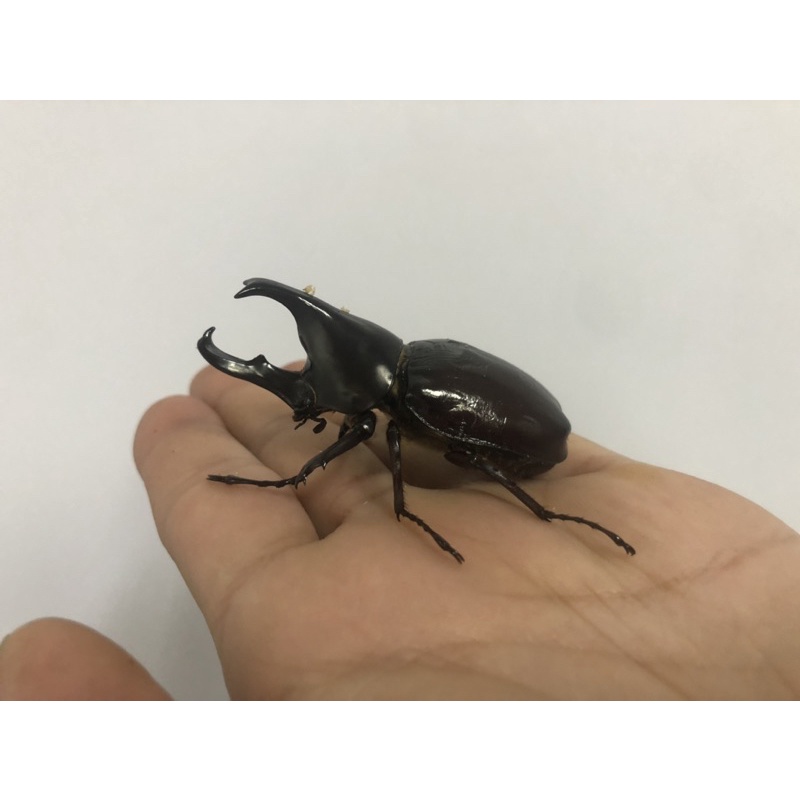 楸形蟲 優惠推薦 22年3月 蝦皮購物台灣