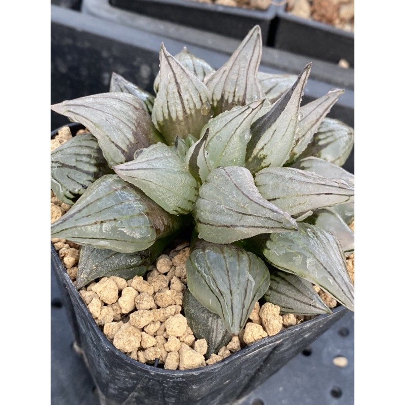 Haworthia  ハオルチア   百合科 十二卷 多肉植物 ｜西瓜壽