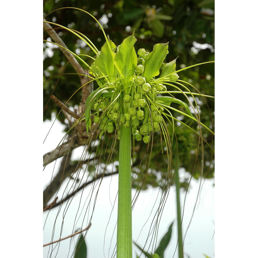 珍奇植物 綠花貓蒟蒻tacca Leontopetaloides 蝦皮購物