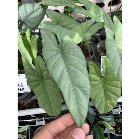 《植想放空》珂拉松觀音蓮Alocasia heterophylla 'Corazon'