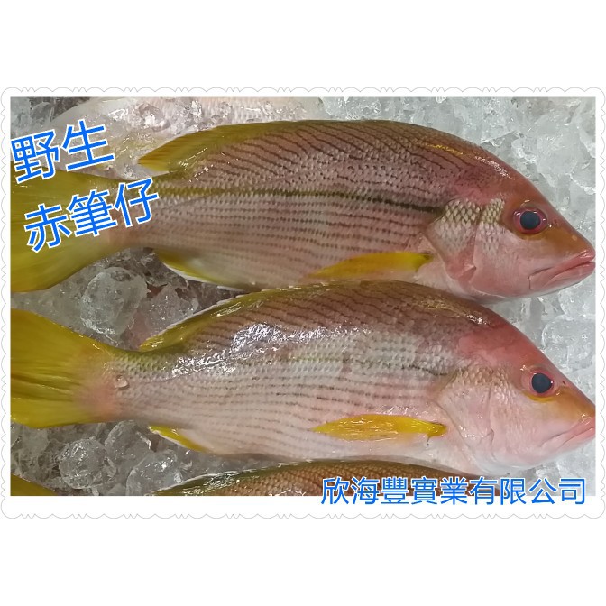 【海鮮7-11】野生赤筆仔魚   殺清400-500克/隻    *肉質細緻，口感鮮甜！  **每隻290元**