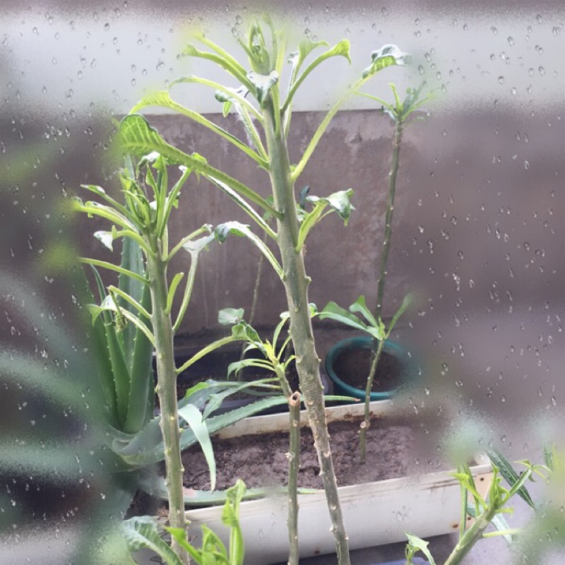 戟葉雞蛋花 (白雪公主) 白花 枝條