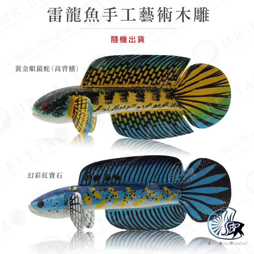 雷龍魚手工藝術木雕 黃金眼鏡蛇(高背鰭) / 幻彩紅寶石 【SBP展鬥期刊】