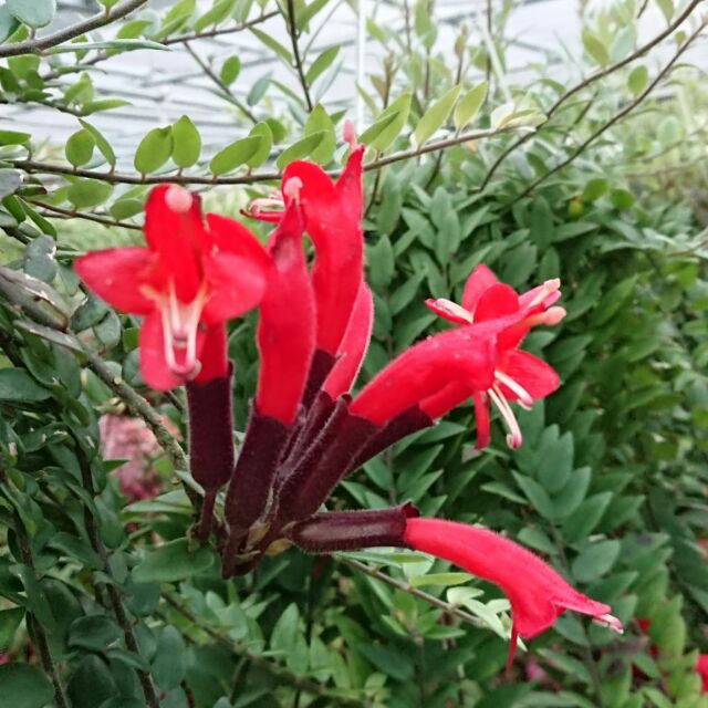 毛萼口紅花 6盆吊盆 花便宜轉運站 0元 蝦皮購物