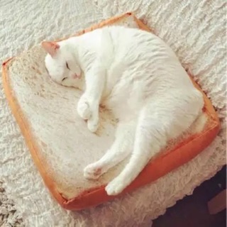 B015✨網路超夯 吐司 麵包 抱枕 坐墊 貓咪 三明治 貓夾心 煉乳 草莓 焦糖 奶酪 交換禮物 創意商品