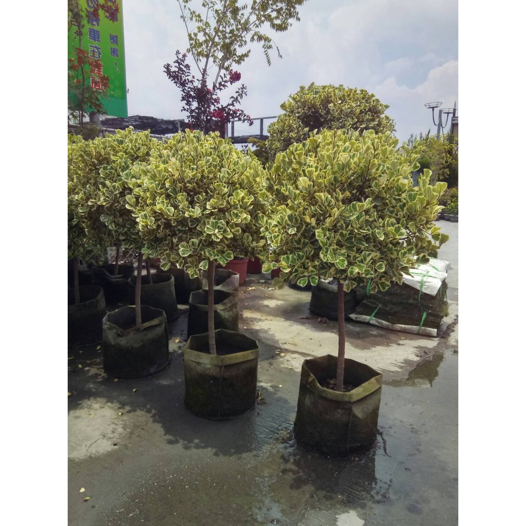 花花世界 常綠喬木 斑葉三角榕 棒棒糖造型 常綠喬木葉型特殊 Ma 無法超取 蝦皮購物