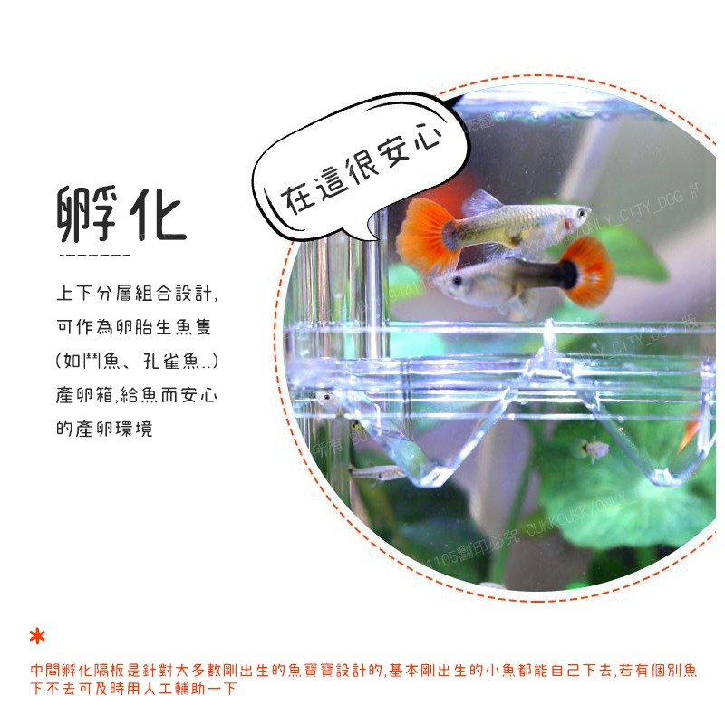 小號產卵孵化盒懸浮式自浮式隔離盒繁殖箱隔離箱產子盒孵化箱產卵盒孔雀魚幼魚鬥魚附發票 賣貴請告知 蝦皮購物