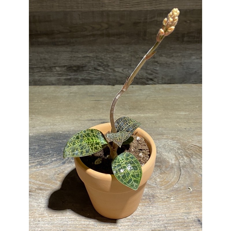 年輕歲月 沛拓拉電光寶石蘭x 𝑀𝑎𝑐𝑜𝑑𝑒𝑠 𝑝𝑒𝑡𝑜𝑙𝑎 蝦皮購物