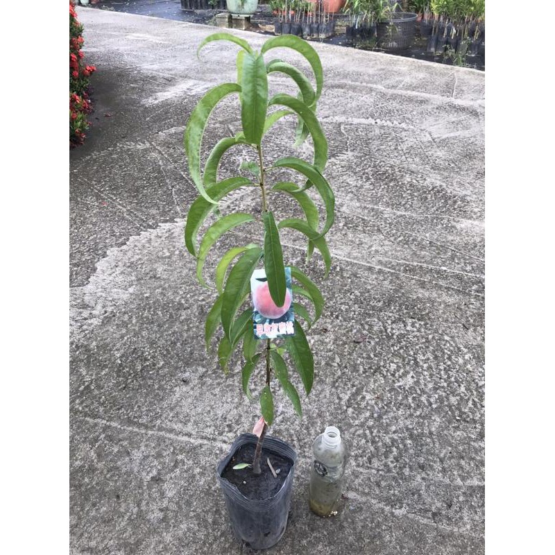 黃金水蜜桃 Ptt Dcard討論與高評價網拍商品 21年8月 飛比價格