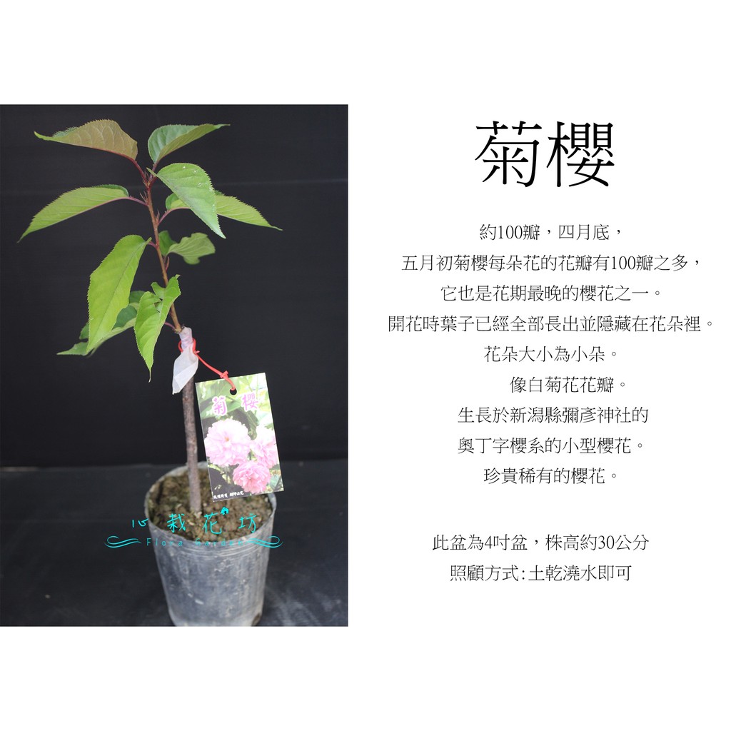 心栽花坊 菊櫻 4吋 櫻花 櫻花品種 觀花植物 綠籬植物 售價160特價140 蝦皮購物