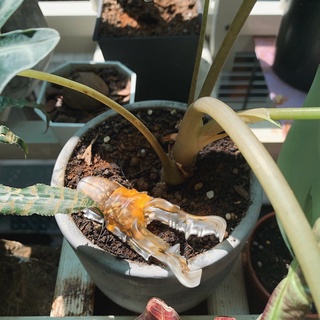 現貨 甲蟲標本 昆蟲標本 乾燥花 療癒小物 植物標本 手工製 壓花 擺件紙鎮 療癒小物 蝦皮購物