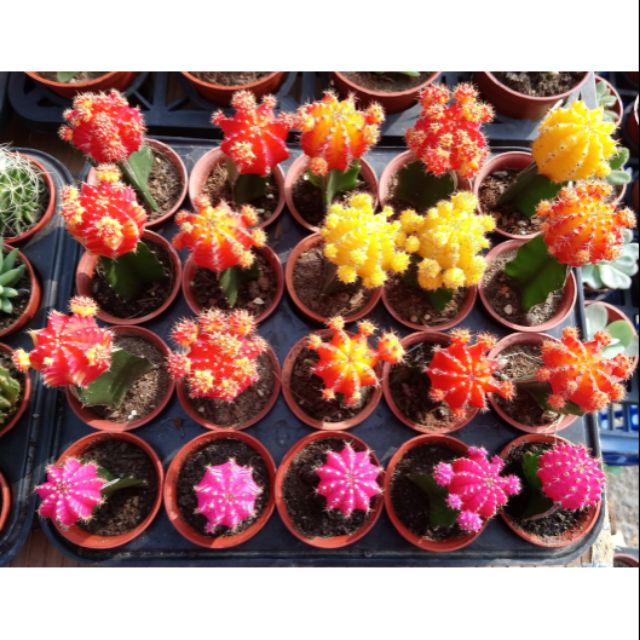 蝦皮購物 花得更少買得更好