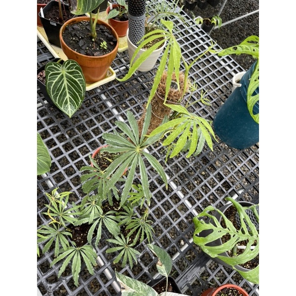 &lt;龜龜研究室&gt; 大葉麻葉花燭 Anthurium polyschistum 觀葉植物 （鵝掌花燭）