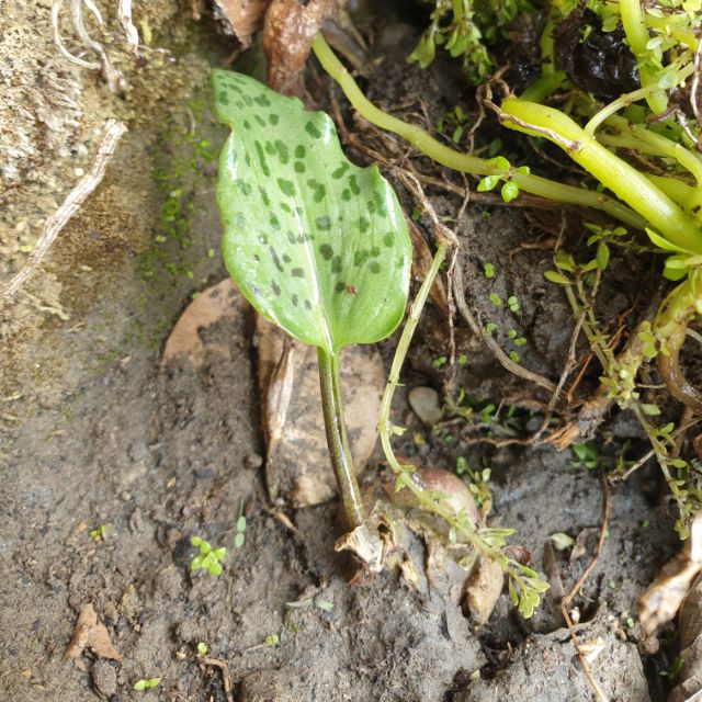 可愛的 多肉 油點百合 喜多光照 一組10顆 60元 球根（肉球）處約0.8-1.5cm不等 3組以上含運，請提問