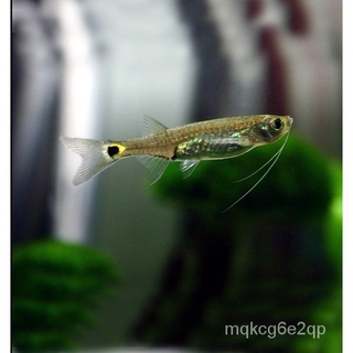 淡水觀賞魚 優惠推薦 21年11月 蝦皮購物台灣