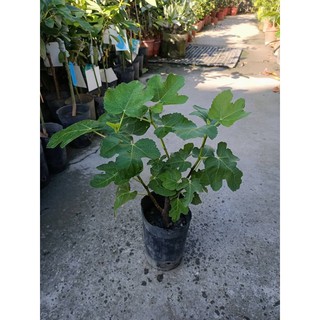 波姬紅無花果/黑袋苗，定價150