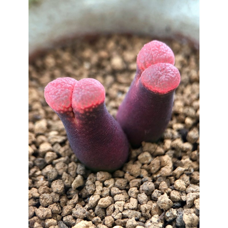 Conophytum friedrichiae 稀有大紅風鈴玉 多肉植物