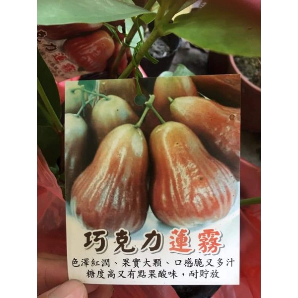 巧克力蓮霧苗的價格推薦 2021年12月 比價比個夠biggo