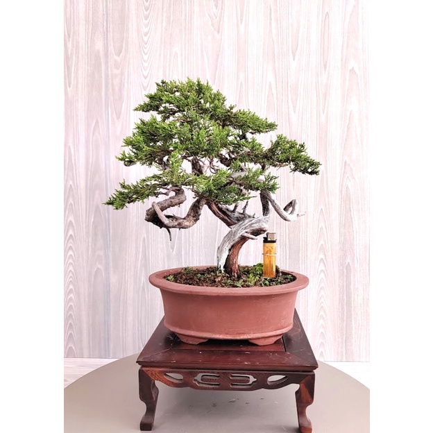 売品 【中品 黄金真柏盆栽】 植物/観葉植物 mitshopping.it