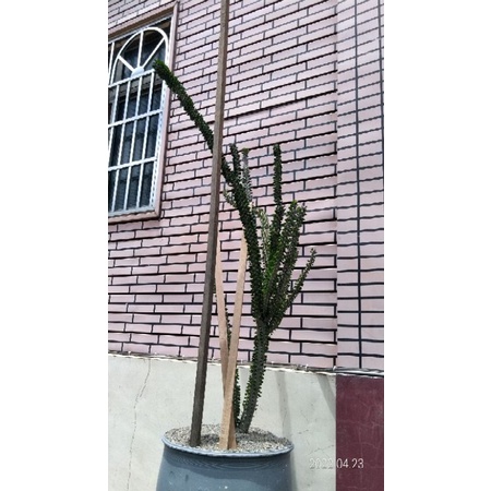 多肉植物龍樹大葉亞龍木巨龍木枝條 蝦皮購物