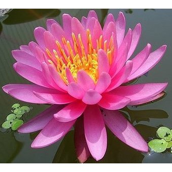 水生植物 睡蓮 熱帶系香水蓮 少數品種 成株睡蓮 1入 蝦皮購物