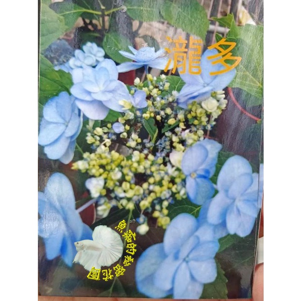 5吋盆 ［ "瀧多繡球花盆栽"   新品種繡球花盆栽］季節限定，不是隨時都有!  購買前先確認是否還有！！！