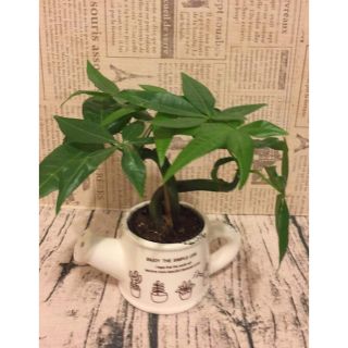 澆花器造型文青風盆栽擺飾