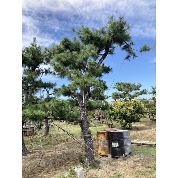 迎賓五葉松/造型松樹/庭園五葉松/造景松樹 非盆栽 自售 歡迎約賞