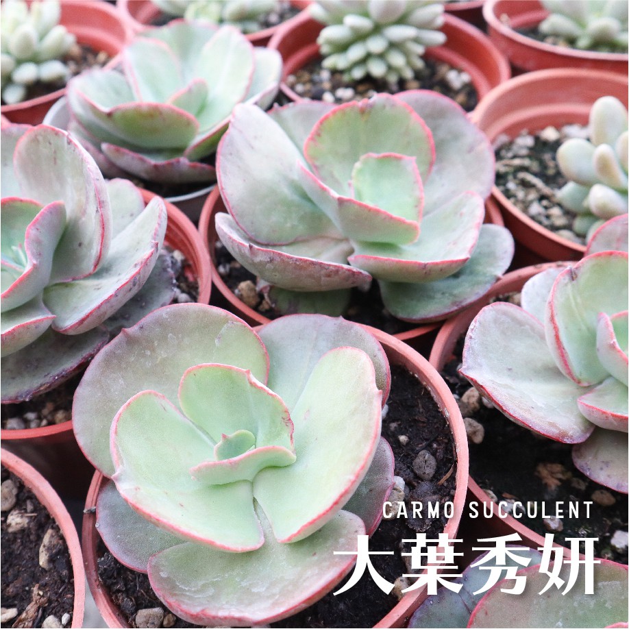 Carmo大葉秀妍多肉植物成株 3吋 捲葉 Z0123 蝦皮購物