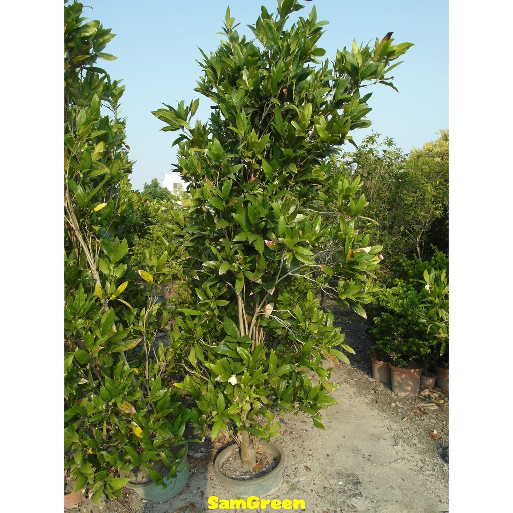 Samgreen夜合花 長年開花 高2米直徑8 12cm 蝦皮購物