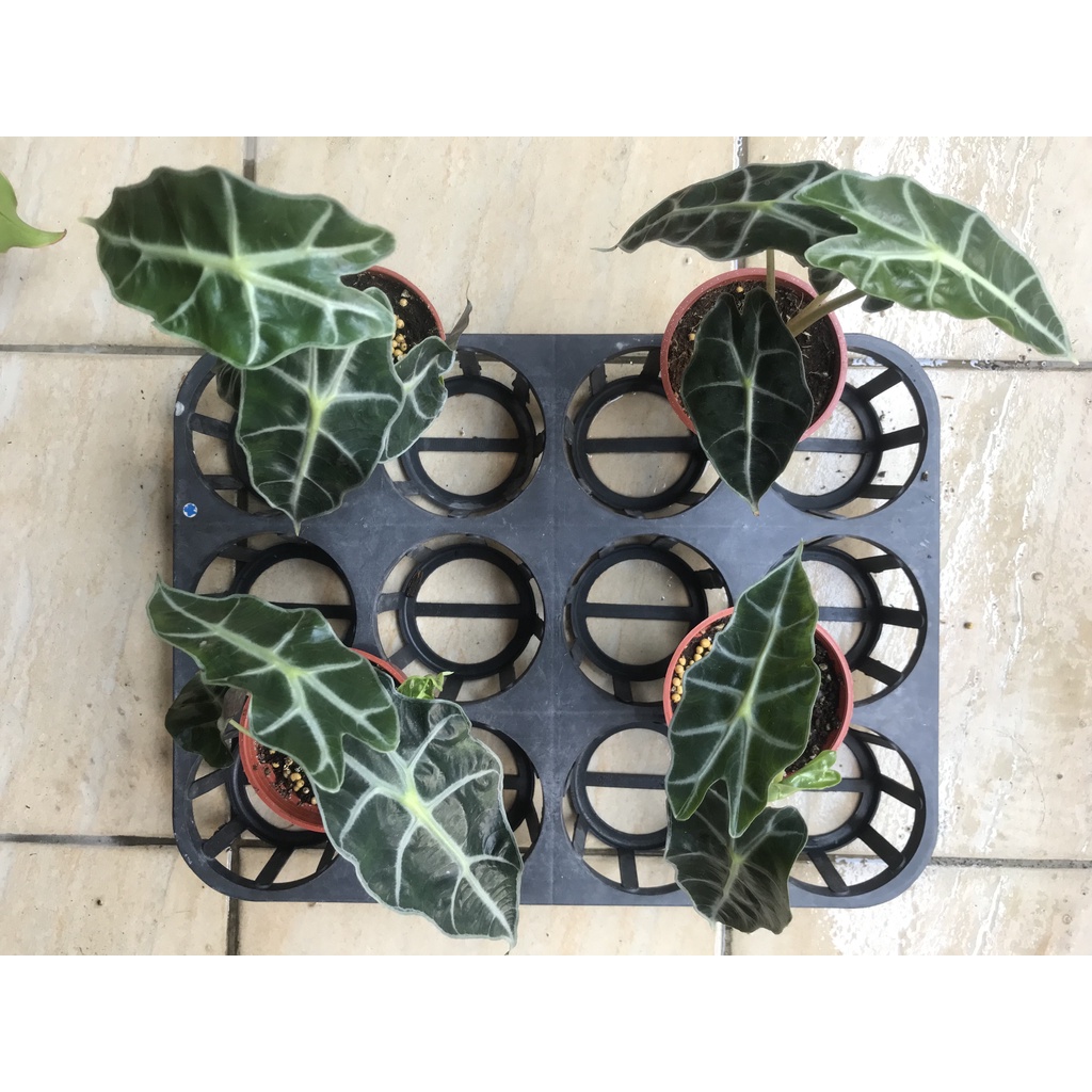 黑葉觀音蓮（Alocasia amazonica）/室內盆栽/雨林觀葉植物