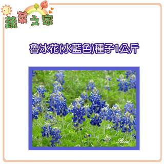 蔬菜之家滿額免運【00H05】大包裝.魯冰花(水藍色)種子500顆