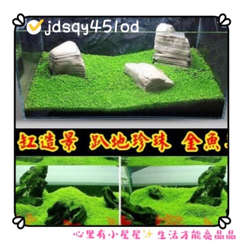 金魚藻 Ptt Dcard討論與高評價網拍商品 21年11月 飛比價格