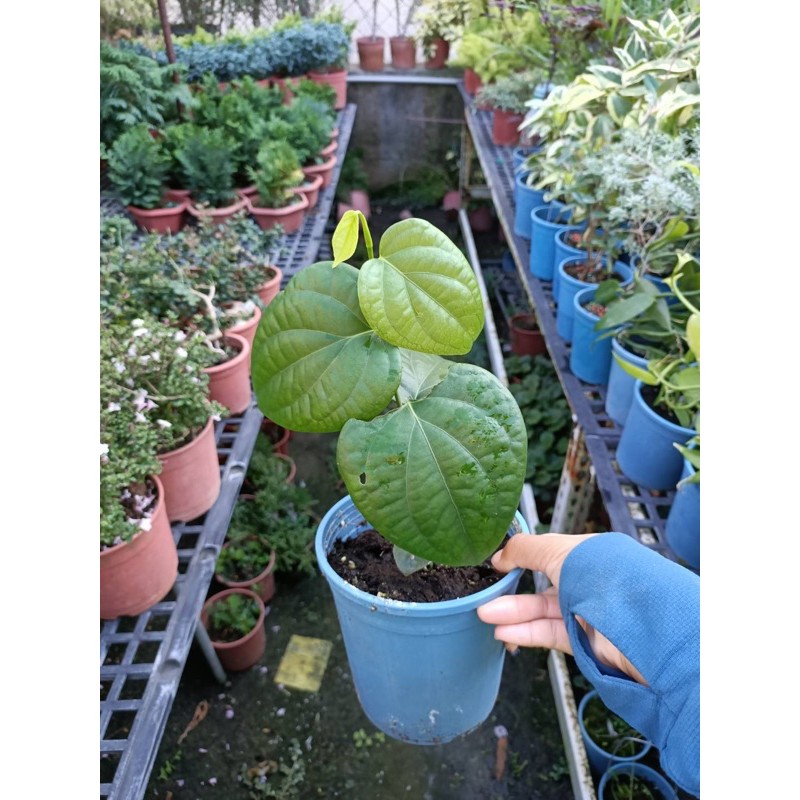 李樹苗食用胡椒定價150 蝦皮購物