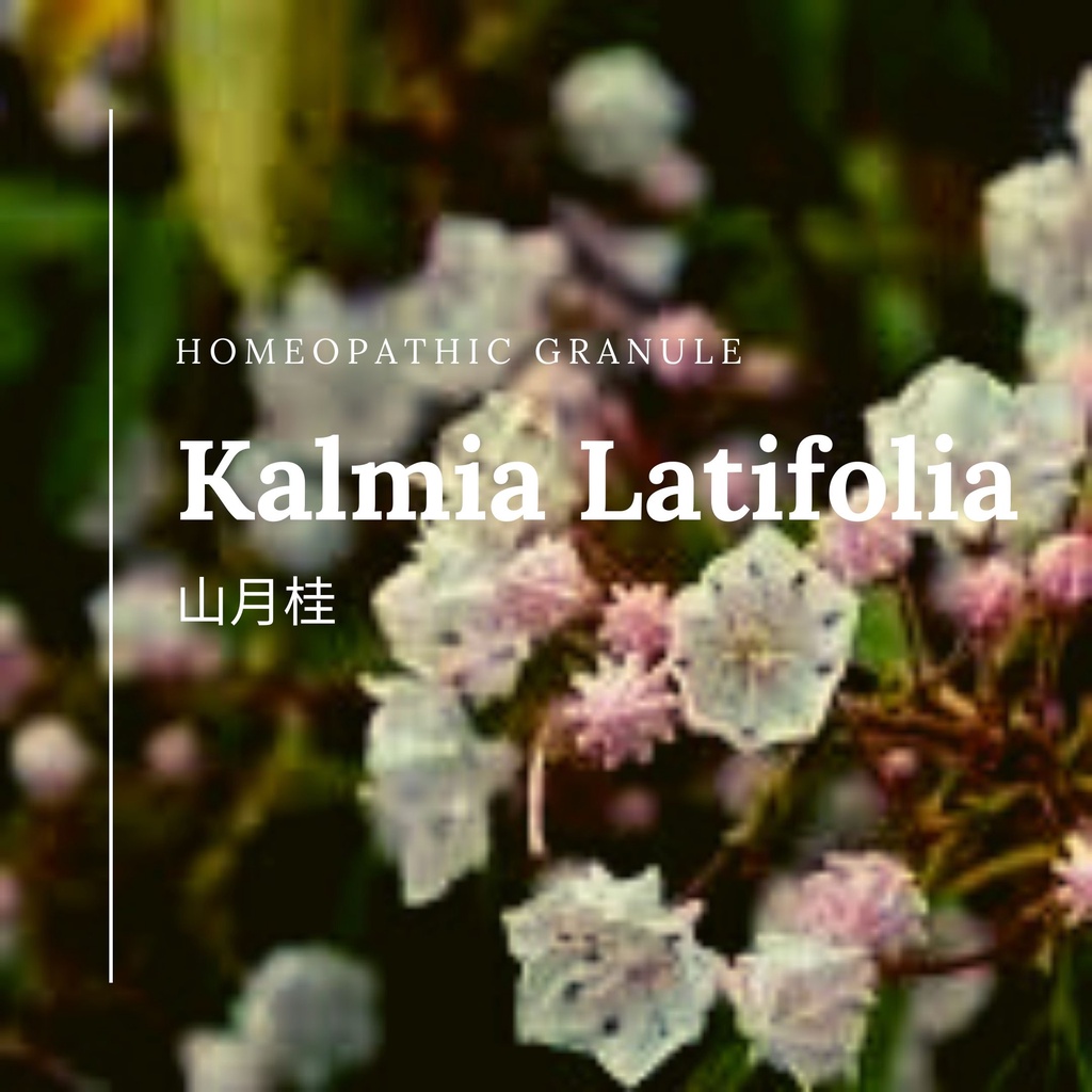 順勢糖球【山月桂●Kalmia Latifolia】Homeopathic Granule 9克 食在自在心空間