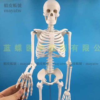 (MD-B_1371)85CM人體骨骼模型 關節可活動 臨床護理人骨模型