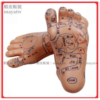 (MD-B_0850)腳模型足底按摩模型腳部足部反射區模型按摩針灸艾灸穴位