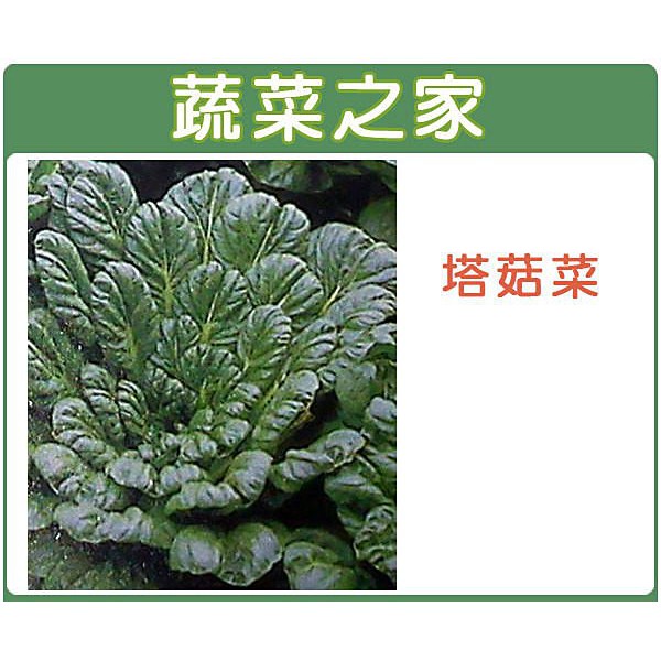 【蔬菜之家滿額免運】A39.塔菇菜種子800顆(日本進口蹋稞菜 、烏塌菜)葉菜類種子