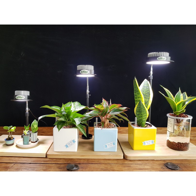 植物桌燈 優惠推薦 22年3月 蝦皮購物台灣