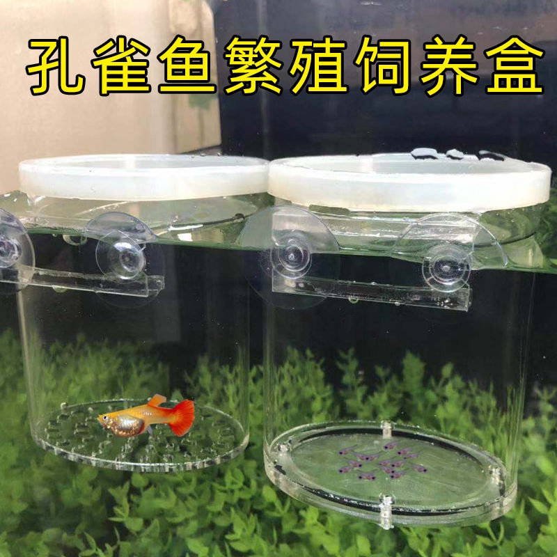 印象impression24h出貨現貨繁殖盒小魚孵化盒孔雀魚透明隔離飼養箱亞克力飼養繁殖孵化盒魚苗 蝦皮購物