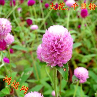 現貨花種子50顆千日紅百日紅圓仔花火球庭院景觀綠化花卉盆栽易活花籽千日紫種子 蝦皮購物