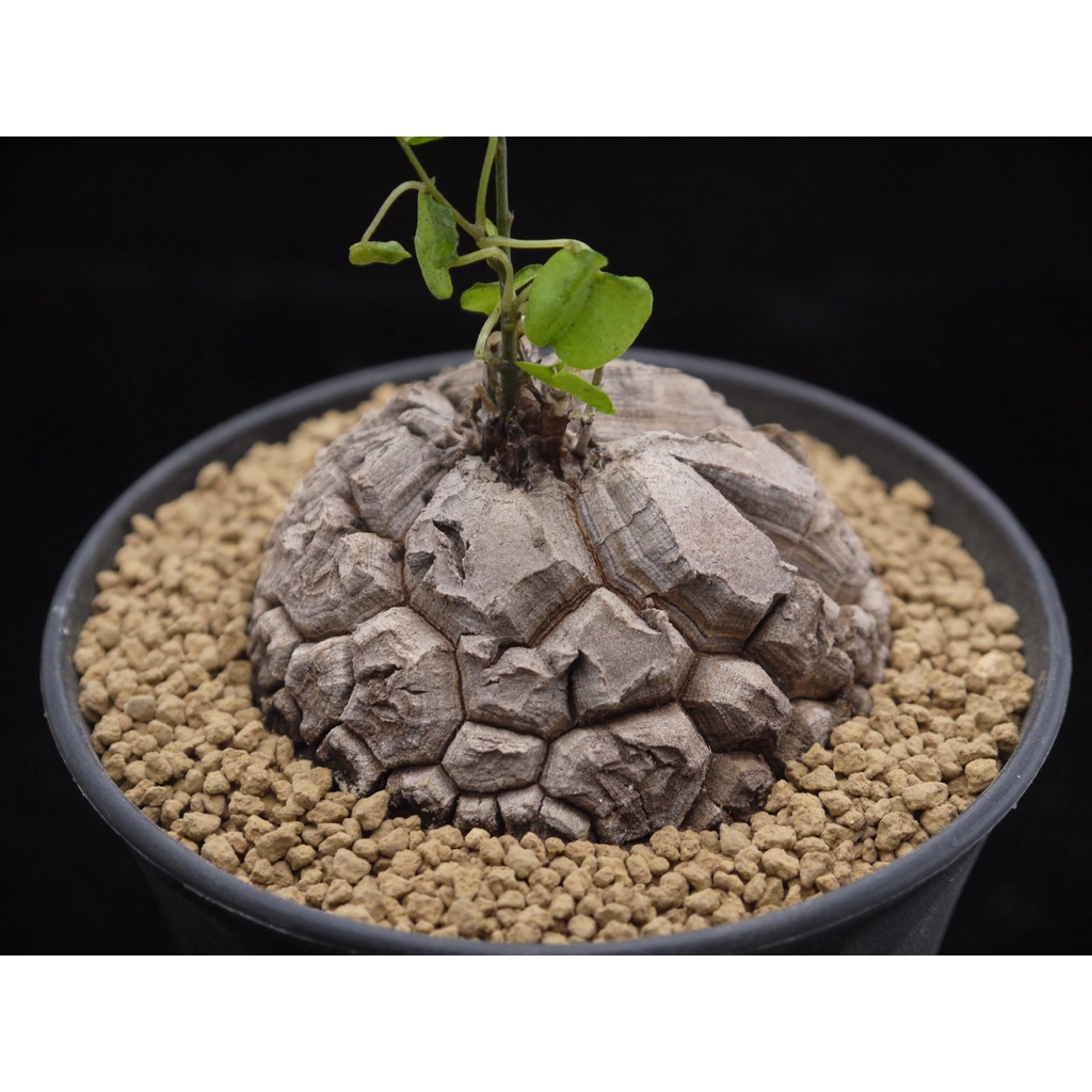 ～植　陽光房～南非龜甲龍 Dioscorea elephantipes