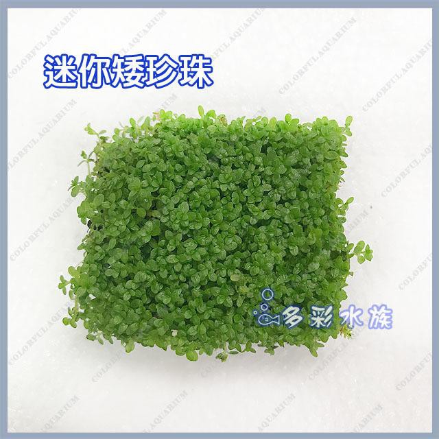 多彩雲水族 天然水草 迷你矮珍珠 前景草 草原景 趴地水草 魚缸造景 另有多種真水草莫絲 矮珍珠 南美草皮 蝦皮購物