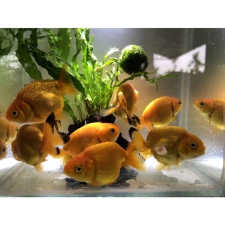 一組2罐入800克高級金魚專用飼料 蝦皮購物